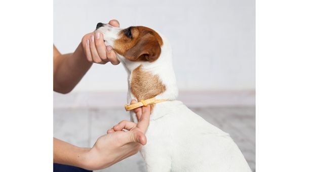 Reason Why collars with bells bad for dogs: