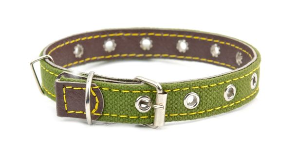 Why Do We Use Dog Collars?