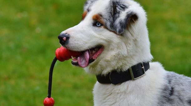 Read more about the article How to stop dogs from chewing through chain link fence? 