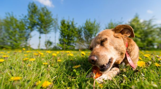 How to stop dogs from chewing through chain link fence? 