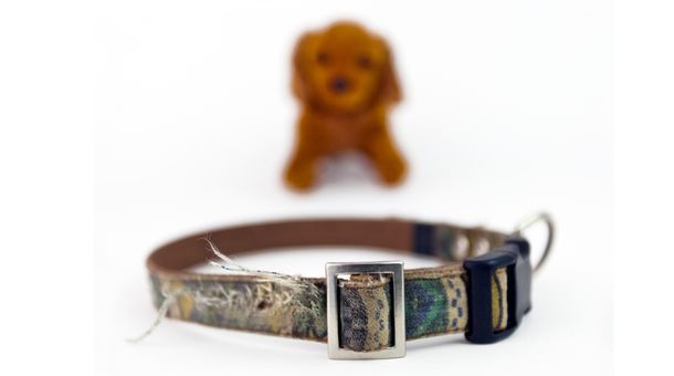 Pros and cons of dog collar accessories?