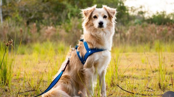 What materials do you need to make a dog collar?