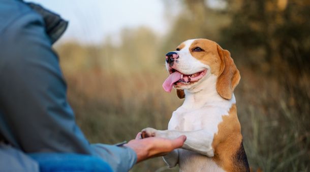 Top 10 Useful Pet Accessories for training your dog