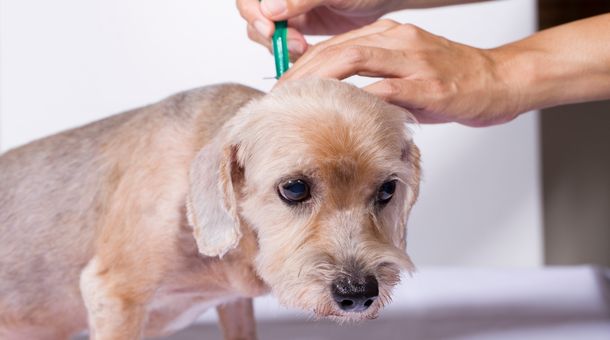 Read more about the article Can you use a Dog flea collar on a Cat?