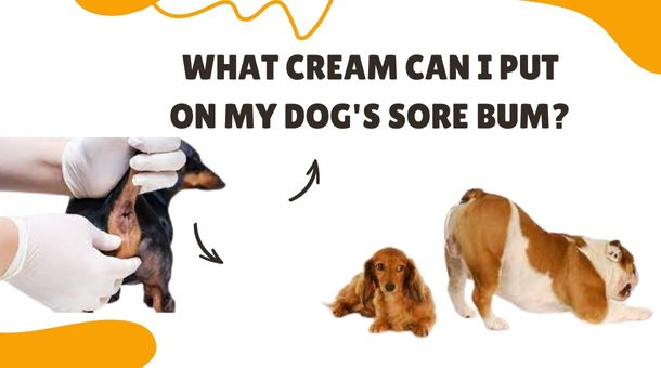 You are currently viewing What Cream Can I Put On My Dog’s Sore Bum?