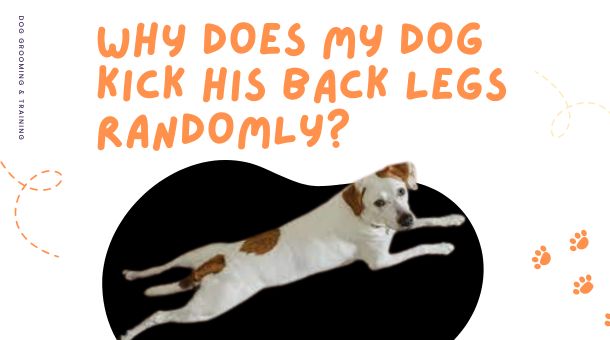 Read more about the article Why does my Dog kick his Back legs Randomly?