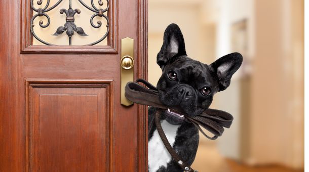 How do dogs know how to open doors?