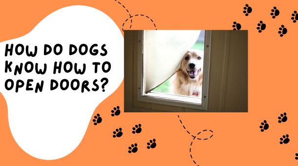 You are currently viewing How do Dogs know how to open Doors?