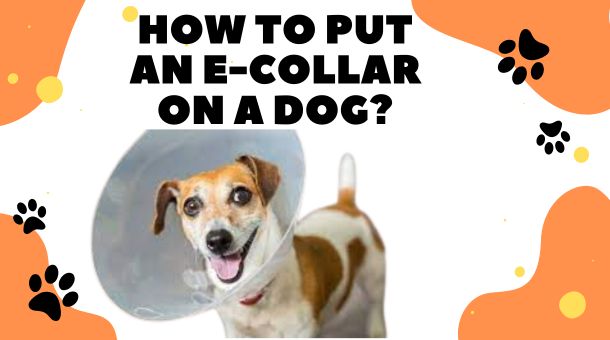 Read more about the article How to Put an E-collar on a Dog?