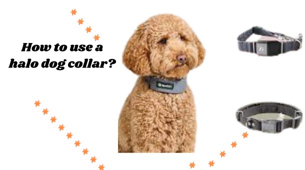 Read more about the article How to use a Halo Dog Collar?