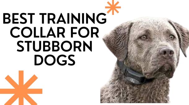 Read more about the article Best Training Collar for Stubborn Dogs