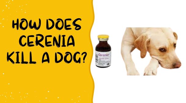 Read more about the article How does Cerenia kill a Dog?