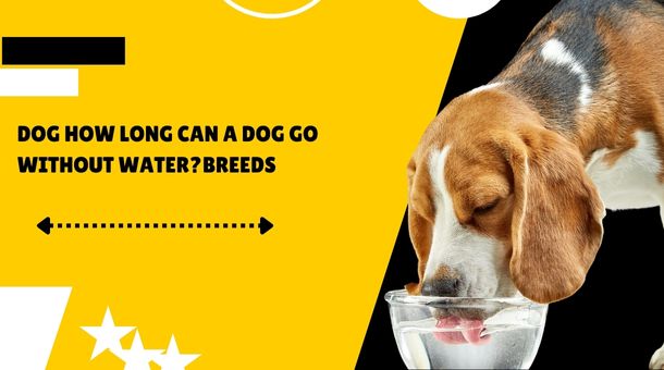 Read more about the article How long can a dog go without water?