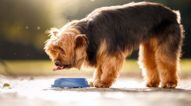 How long can a dog go without water