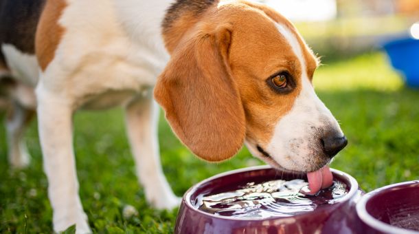 How long can a dog go without water