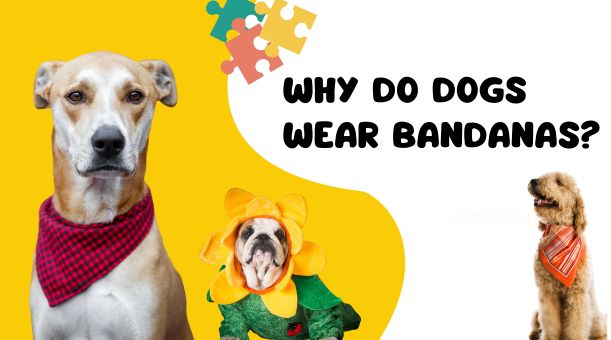 You are currently viewing Why do Dogs Wear Bandanas?