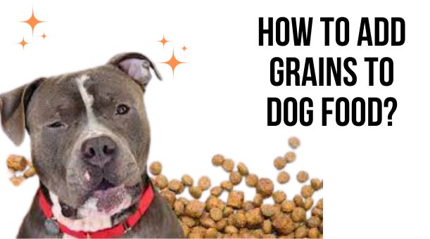 You are currently viewing How to add Grains to Dog Food?