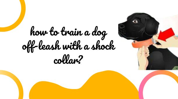 Read more about the article How to Train a Dog off-leash with a Shock Collar?