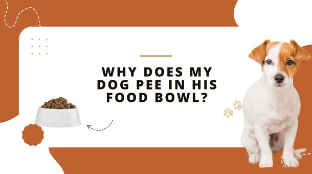 Read more about the article Why Does My Dog Pee in his Food Bowl?