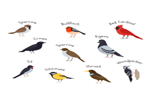 You are currently viewing Birds A Comprehensive Guide to Feathered Companions