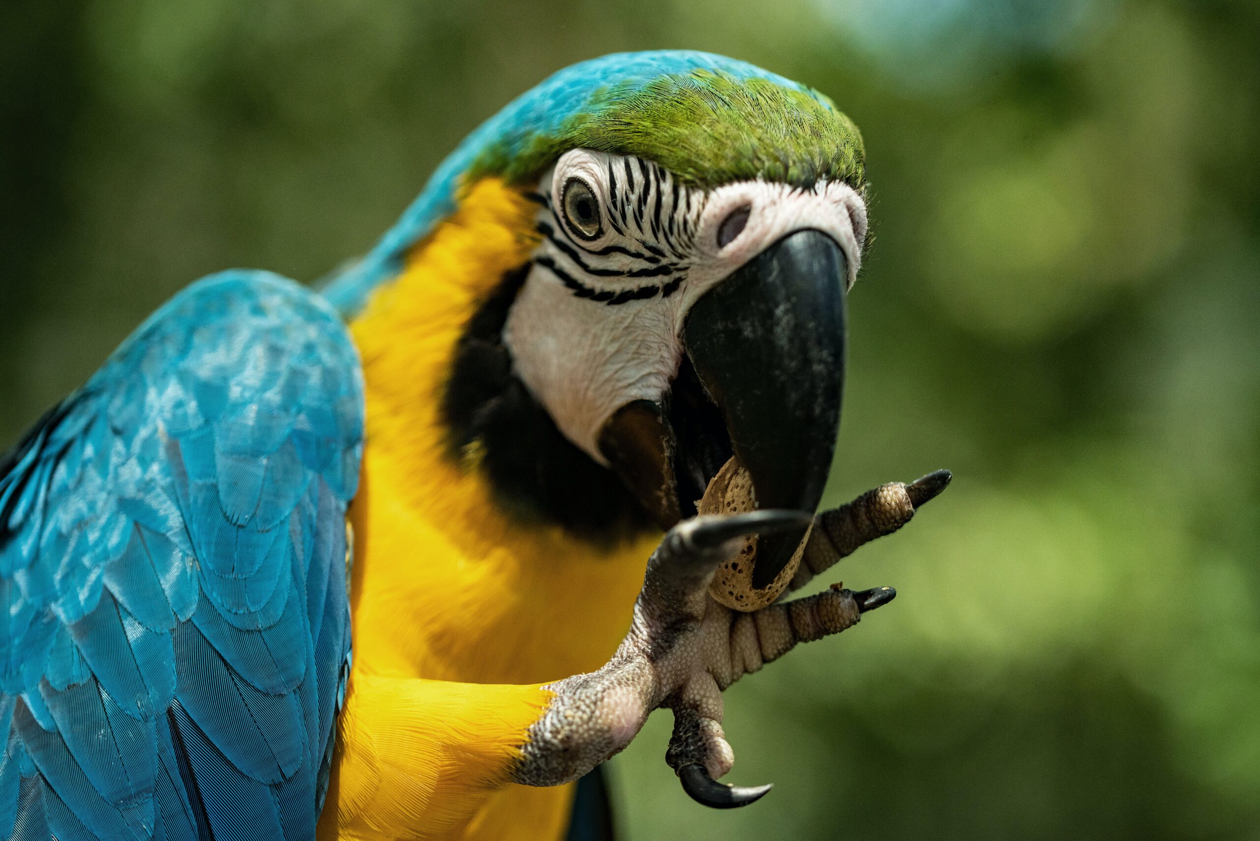 You are currently viewing How much does a parrot cost you