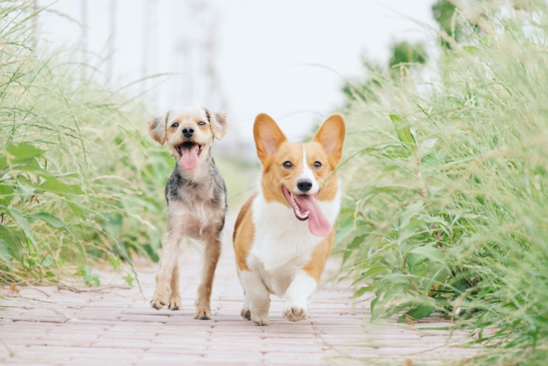 Read more about the article From Woof to Meow: Understanding Your Pet’s Body Language